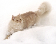 Månedens katt desember 2007: (N) Siberikos Romeo