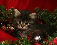 Månedens katt desember 2010: S*Maollichs Nikita Ivanov
